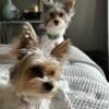 Yorkshire Terrier Parti puppies