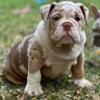 English bulldog Merle puppy