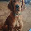 Irish Setter