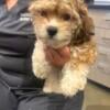 Cavachon  puppies for sale