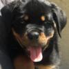 Top quality Rottweiler puppies