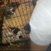 1 American Bully Pups looking for a new home