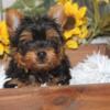 Yorkie Puppies Available Now