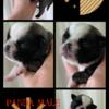  Panda Pug 
