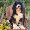 mini Bernedoodle puppies ready for loving families