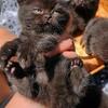 Scottish Fold kittens