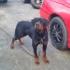 AKC GERMAN MALE ROTTWEILER WITH TAIL