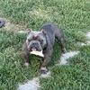 Micro bully for stud NOT FOR SALE DO NOT ASK IF HE IS FOR SALE