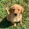 Golden Retriever Puppies AKC