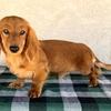 AKC Dachshund Puppy Male