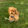 AKC Cocker Spaniel male puppies in Indiana