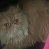 Persian cat 
