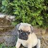 Male pug