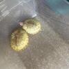 Two Snow Redear turtles