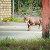 CHOCOLATE TRI FEMALE PIT BULL PUPPIES