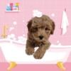 Maltipoo F1B Avaliable