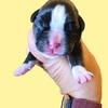 Boxer puppies girls 