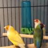 3 Gouldian Finches (one pair, one single male)