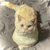 Stud cat with curly coat and short legs