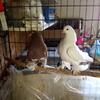 Pigeons Kazan Tumblers, available 