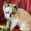 Ragdoll & Scottish fold mix kittens