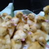 Pekin Ducklings In New Haven, Ky
