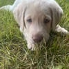 Labrador Retriever puppies