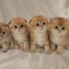 Scottish fold and Scottish straight TICA Registered Kittens