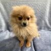 Gorgeous full blood Pomeranian puppy