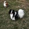 AKC Papillon Puppy, Male