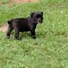 Puppies American bully working man price