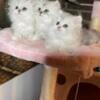 Adorable Persian Kittens