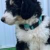 Available 12 Week Old, F1B, Bernedoodle Puppies!