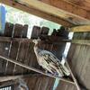 Adult Black Shoulder Silver Pied Peahen