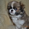 JAPANESE CHIN MIX for  SALE      3/4 Japanese Chin with 1/8th each of ShihTzu & 1/8th of Pekingese