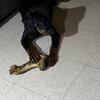 Rottweiler pups for sale!