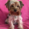 Adult Female Yorkie - Sue Sue Looking for new home