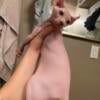 Male Sphynx kitten