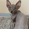 Bambino sphynx dark blue color in Miami, FL