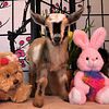 Nigerian Dwarf Goats for sale