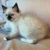 Ragdoll kittens