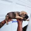 Cane Corso puppies-Litter A