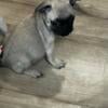 Male pug puppy 