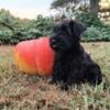 INCREDIABLE Mini Schnauzer Puppies