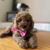 Mini poodle