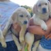 AKC Yellow Lab puppies ready for new homes!