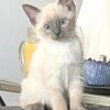 ✨ADORABLE BLUE-POINT SIAMESE KITTEN ✨