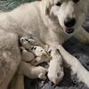 Great Pyrenees Puppies born July 31 Taking Deposits