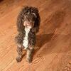 Moyen Poodle Stud Only