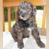 Micro Mini Goldendoodles Puppies for Sale !